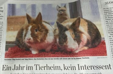 These two cutie patooties need a home in Germany!