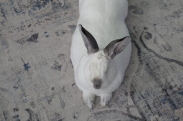 Unsolicited Sploot Pic