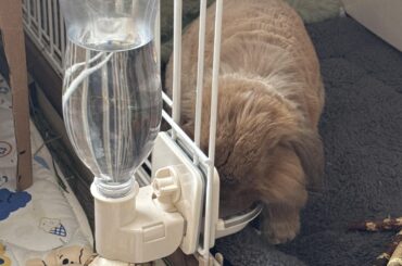 What kind of water do you usually give to rabbits?
