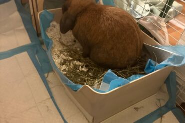 Why won’t my rabbit littertrain?