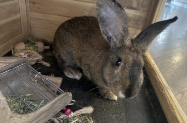 I need help getting this a bunny a home