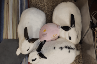 Portland vet recs
