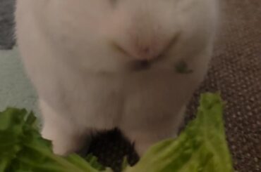 POV: you are lettuce