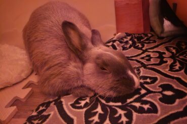 dont be shy boy go banana shake ur booty like a big butt bunny 🐇