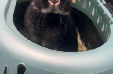 bunny racks up a $323 vet bill