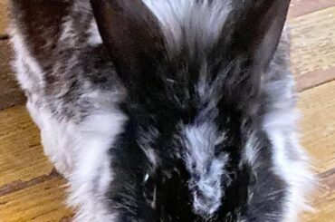 Does anyone else have a rabbit with eyebrows?