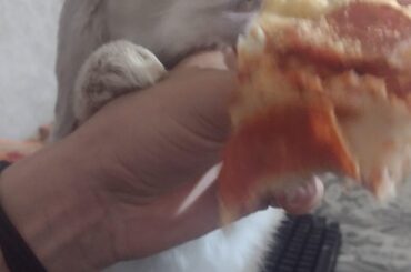 Halp, I was just trying to eat some pizza!