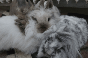 The council of floof