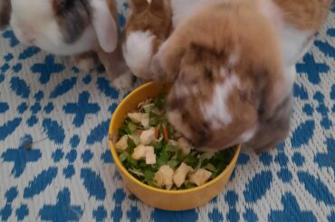 Birthday salad!