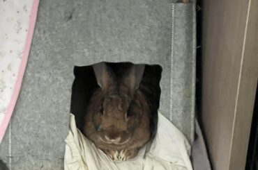 The buns seem to have business hours (and off hours)