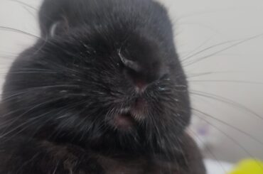 Fang update - soft food advice for our little Luchadora
