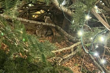 Is this a domestic bun?