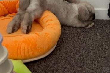 Guess he’s comfortable