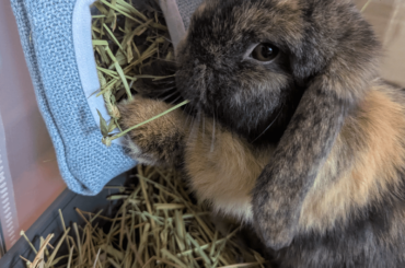 This is MY hay, don't touch it