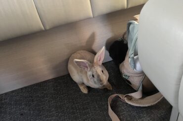 Meet Dior