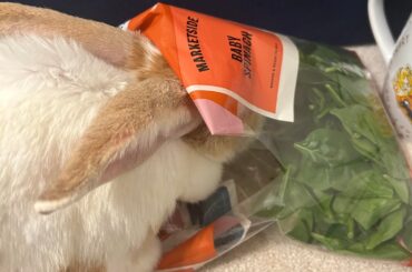 fighting with the spinach packet