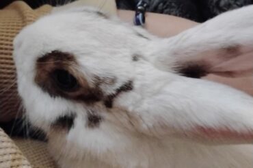 why does my bun keep pooping on me