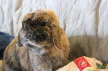 Crossing the Rainbow Bridge Tomorrow