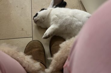 How do you know your bunny loves you? When you CAN’T USE THE RESTROOM IN PEACE!!! ❤️