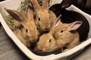 Adorable Flemish babies. (I’m not a breeder or irresponsible owner)
