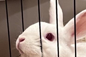 Let me out…