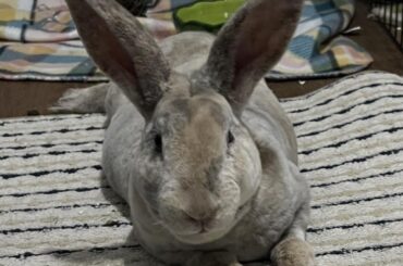 My boy passed away