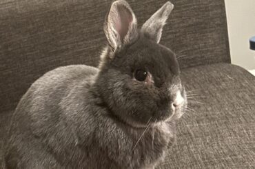 Senior bun keeps peeing next to litter box 😭