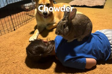 Help! I’ve lost my Chowder.