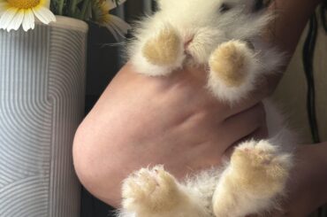 Is it normal for my Bepo's paws to be dyed a bright yellow?