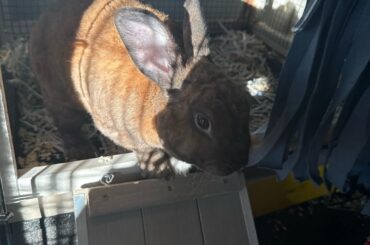 My Rabbit is a Mini Rex