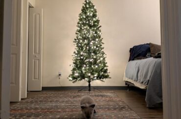 Dis is MY twee, hooman!