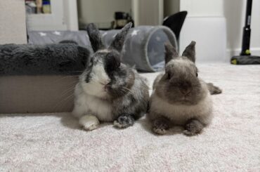 bonded buns