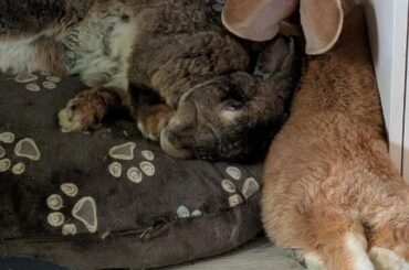 Our bunny Lola was nearly euthanised — but she’s recovering now