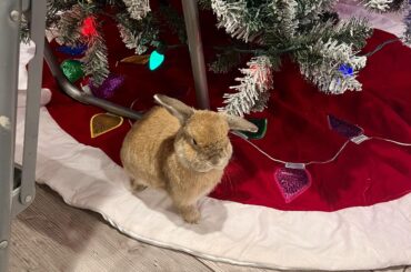 Hello this is Flip