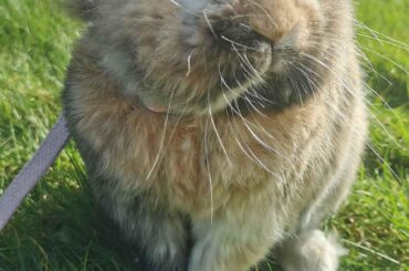 What breed is she? Any toy suggestions for her?