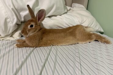 First time bunny owner