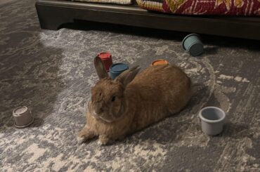 Having a rest after eating his cup treats