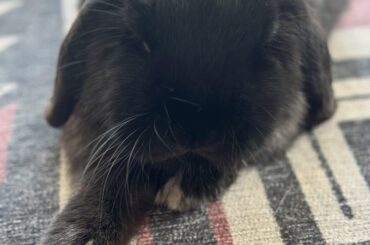 Little Lord Sauron has something very important to show you all