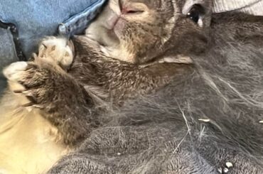 Average grooming session
