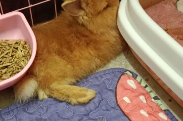 My little bunny loves to squeeze herself into corners. Does she need a hide?