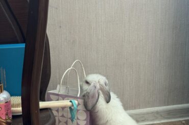 Lil clever bun trying to steal something from a gift bag