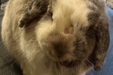 Over grooming?