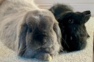 Do we attempt to bond another bun after the passing of our sweet girl?