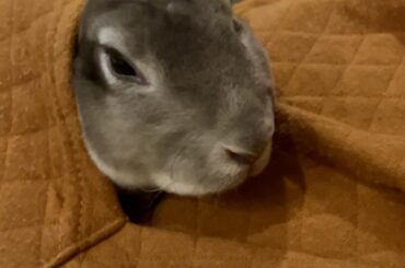 Pocket Bunny