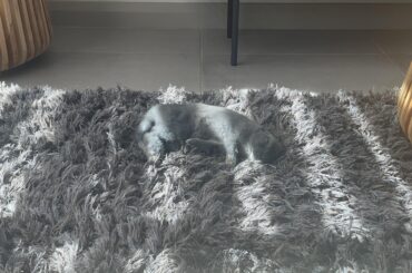 Had to get rid of the his favourite rug today. He kept chewing it.