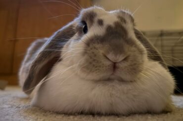 My fellow distinguished hoomans, I have the honour and joy of presenting to you Her Majesty Queen Appa! 🐰👑 and her king consort Bruno!