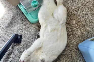 Flopping flopping and more flopping