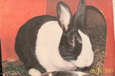 Wanting to immortalize my friend Oreo