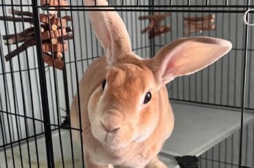 Hay storage? Pic for bun tax