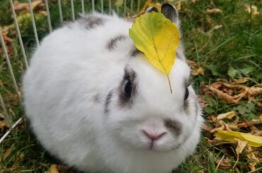 Grief and Anguish. My sweet boy, Buff, has left us.